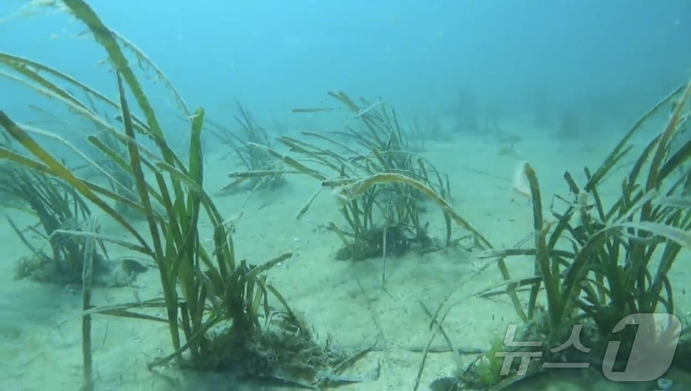 본문 이미지 - 바닷 속 잘피 (완도군 제공. 재판매 및 DB금지) ⓒ 뉴스1 