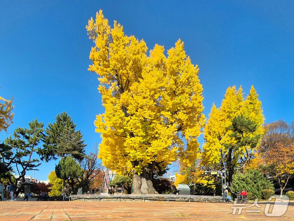 본문 이미지 - 청주 입각수.(시 제공)/뉴스1