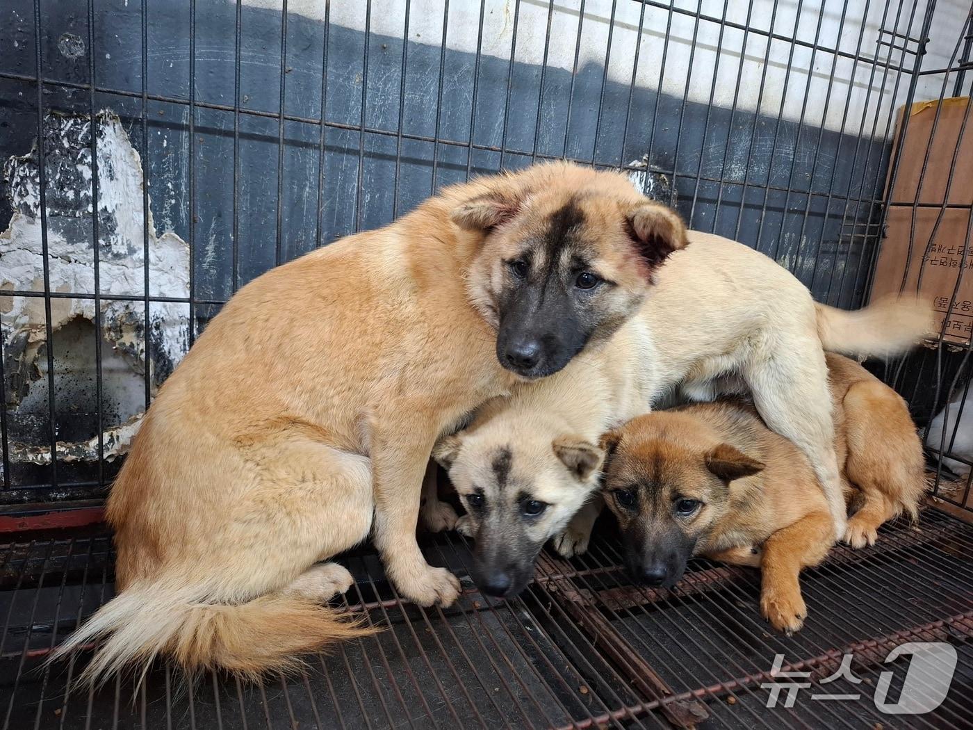 본문 이미지 - 12일 자정 전북 전주시 덕진구 송천동의 한 아파트 단지 인근에서 붙잡힌 들개 3마리의 모습.(전주시 제공. 재판매 및 DB금지)