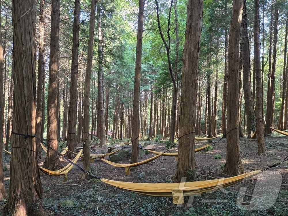 본문 이미지 - 해남군 우수치유농업시설 인증제 1호 달보드레 농원 (해남군 제공. 재판매 및 DB금지) ⓒ 뉴스1 