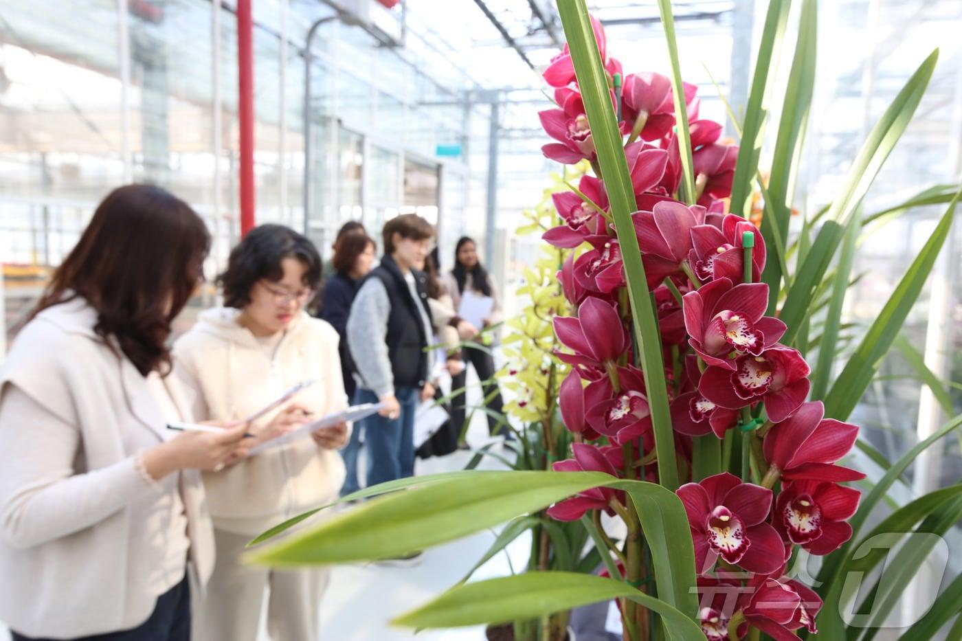 본문 이미지 - 전북특별자치도 완주군 이서면 농촌진흥청 국립원예특작과학원 온실에서 열린 난 평가회에서 화훼 평가단이 국내 육성 심비디움(난) 품종의 꽃 모양과 색상, 상품성 등을 살펴보고 있다. (농촌진흥청 제공. 재판매 및 DB 금지) 2026.2.12 ⓒ 뉴스1