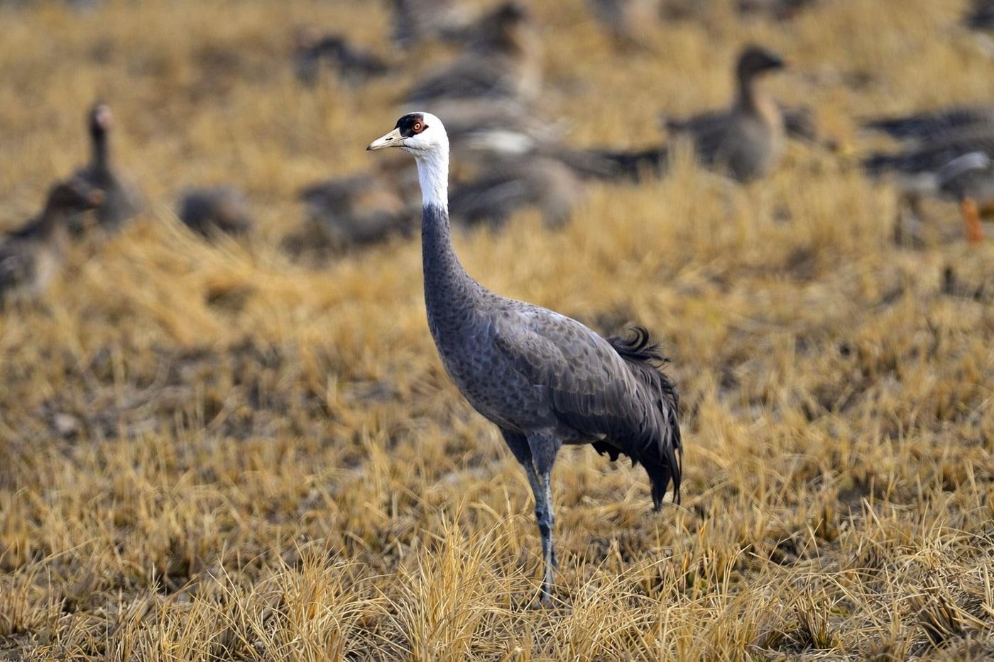 본문 이미지 - 서천 부사호 인근 농경지에서 포착된 흑두루미.(서천지속협 제공. 재판매 및 DB금지)/뉴스1