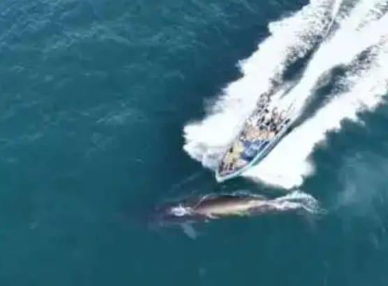 본문 이미지 - 차이나포커스 엑스(X) 계정 캡처. 2026.02.12