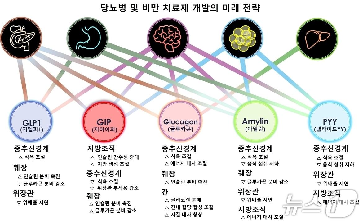 본문 이미지 - 당뇨병 및 비만 치료제 개발 전략 현황 도식.(분당서울대병원 제공)