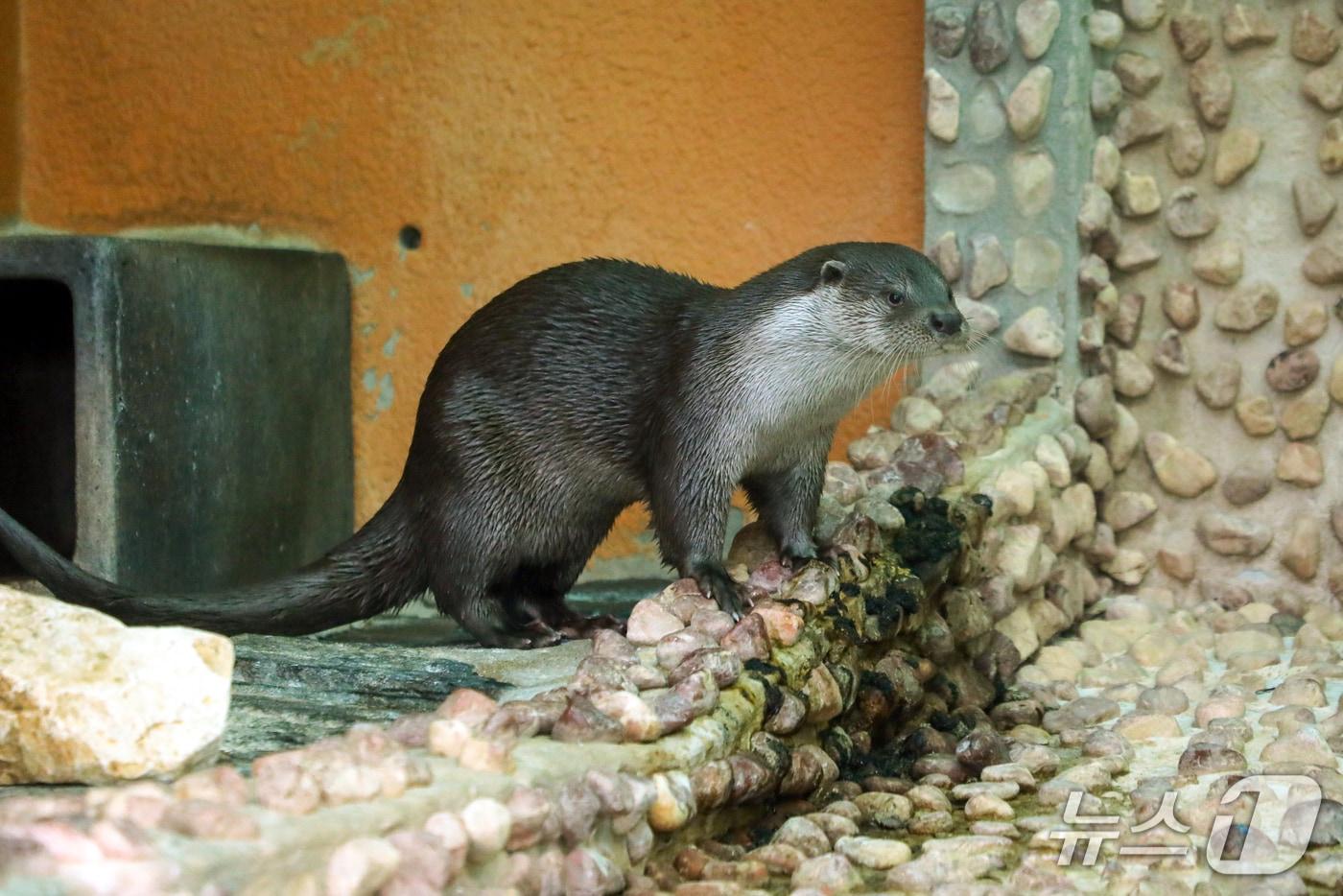 본문 이미지 - 서울대공원 수달 수컷.(서울시 제공)