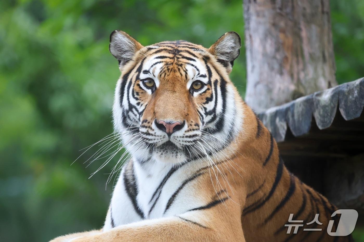 본문 이미지 -  국립백두대간수목원 백두산호랑이 ‘무궁’(한국수목원정원관리원 제공.재판매 및 DB금지) /뉴스1 