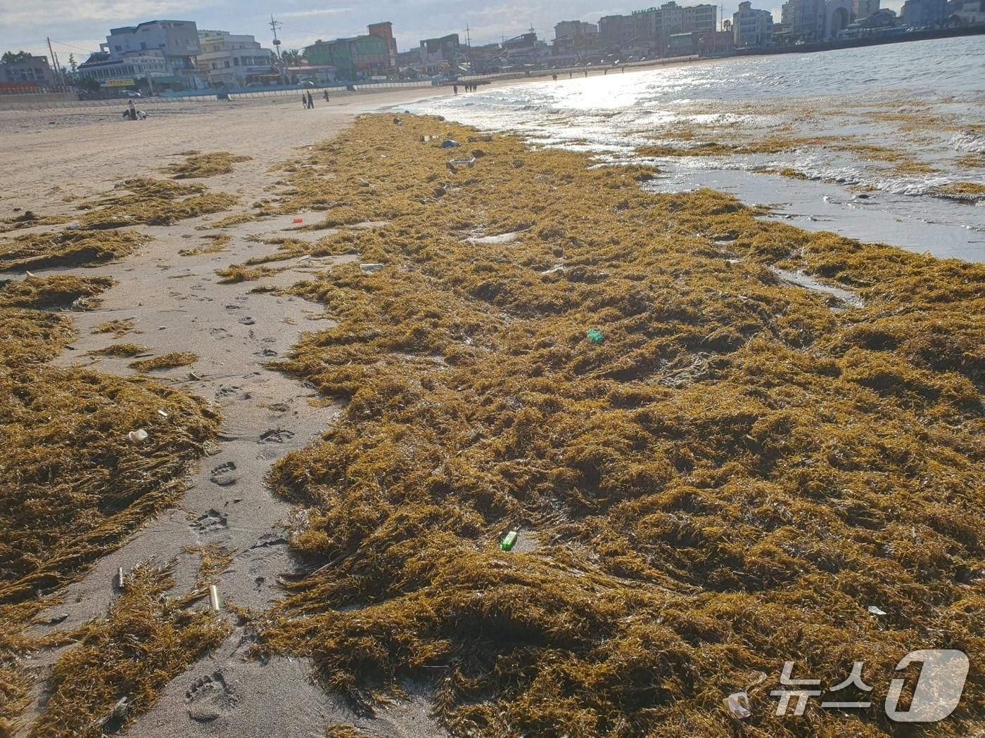 본문 이미지 - 제주도 북부해안에 밀려든 괭생이모자반./뉴스1 