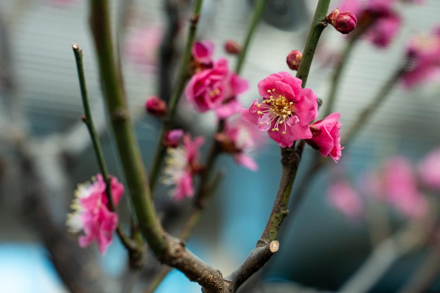 본문 이미지 - 국립중앙박물관 '입춘매향'전