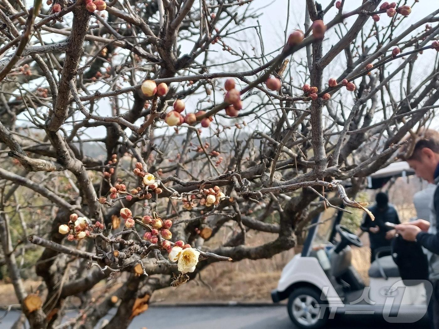 본문 이미지 - 낮 기온이 15도까지 오른 지난 14일 오후 전남 화순의 한 매화나무에서 꽃망울이 터지고 있다. 2026.2.14 ⓒ 뉴스1 박영래 기자