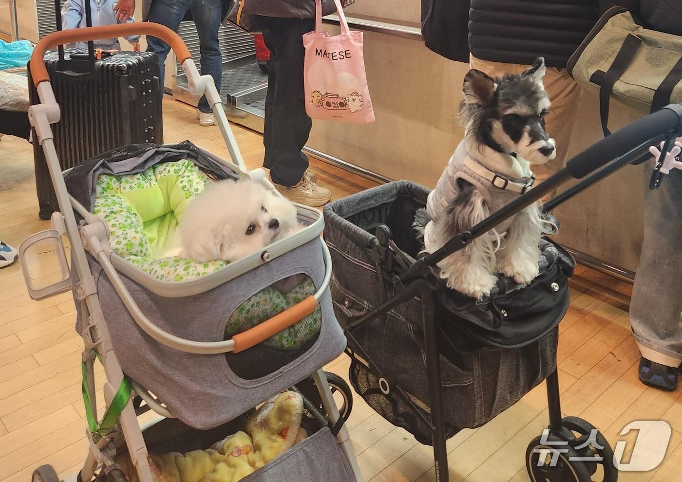 본문 이미지 - 공항을 찾은 반려견(펫츠고트래블 제공) ⓒ 뉴스1