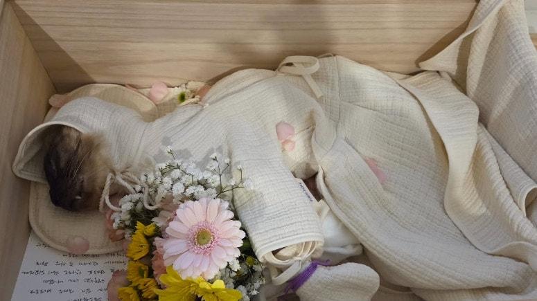 본문 이미지 - 김정난 반려묘/인스타그램 캡처