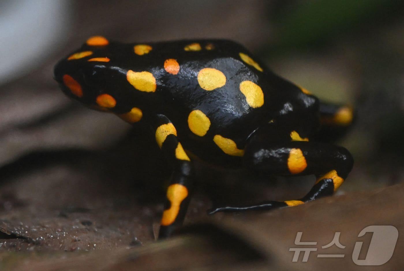 본문 이미지 - 남미 독화살개구리의 일종인 할리퀸 독화살개구리. 기사 내용과 무관한 자료사진. 2024.06.09 ⓒ AFP=뉴스1
