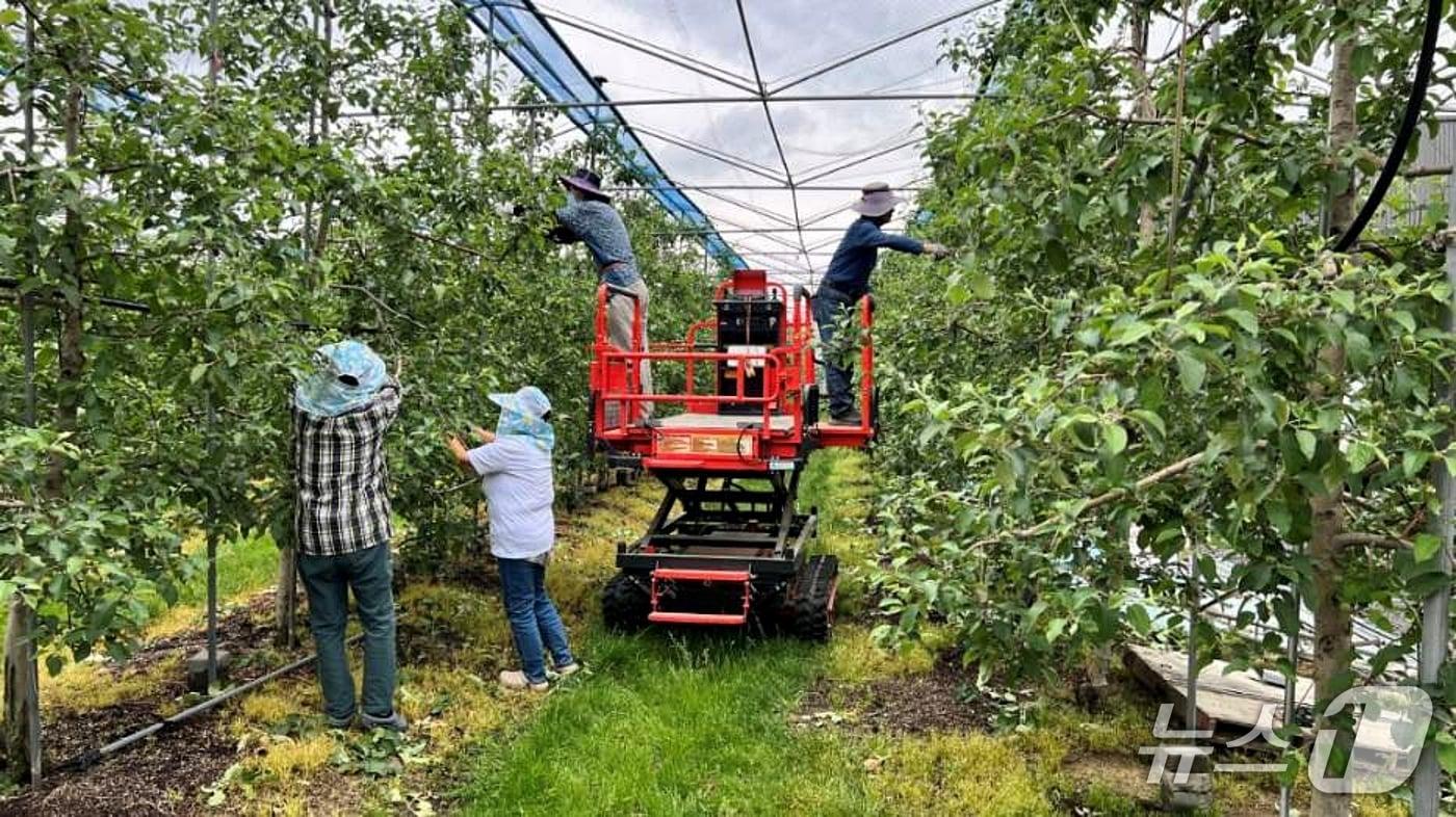 본문 이미지 - 충북 증평군의 일손 더하기 사업에 참여한 인력이 농가 일손을 돕고 있다.(증평군 제공, 재판매 및 DB금지)/뉴스1
