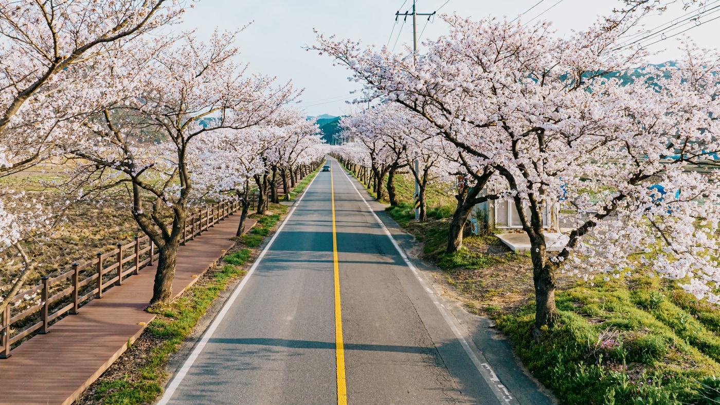 본문 이미지 - 보령 주산면 왕벚나무 터널 모습.(시 제공. 재판매 및 DB금지)/뉴스1