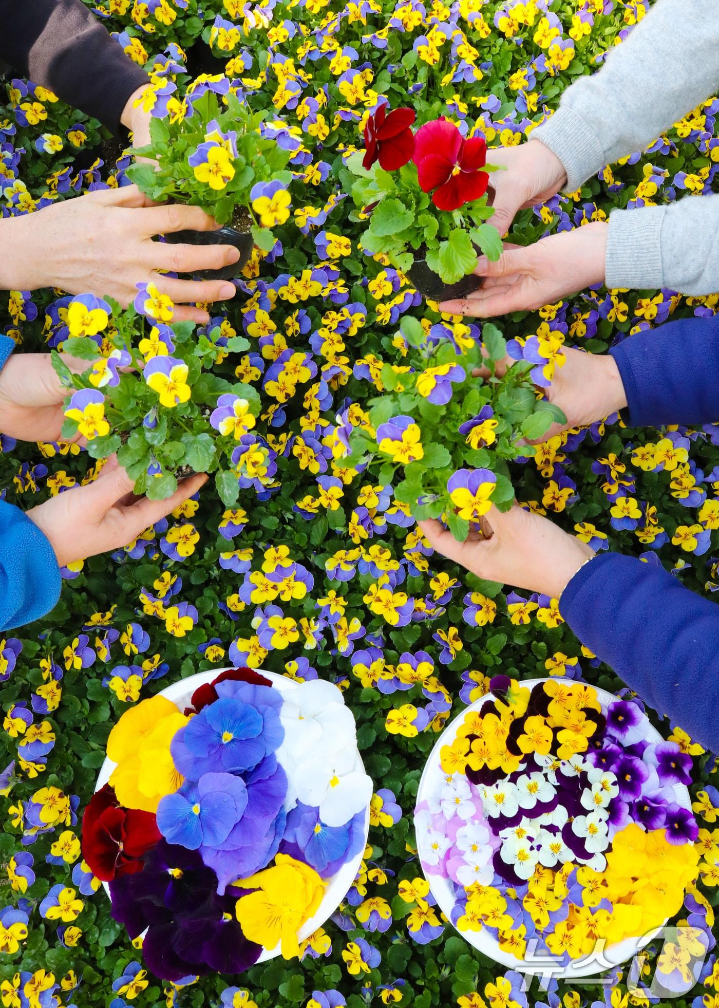 본문 이미지 - 절기상 우수(雨水)인 19일 오전  양묘장에서 관계자들이 봄철 관내에 식재할 꽃들을 돌보고 있다. 2026.2.19 ⓒ 뉴스1 김기태 기자