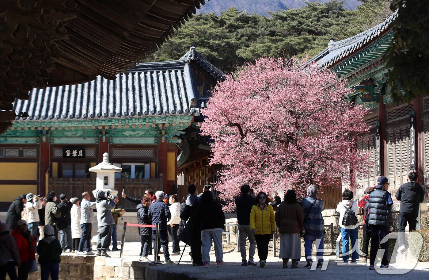 본문 이미지 - 절기상 '우수(雨水)'인 19일 오후 경남 양산 하북면 통도사에서 시민들이 활짝 핀 홍매화를 감상하고 있다. 2026.2.19 ⓒ 뉴스1 윤일지 기자