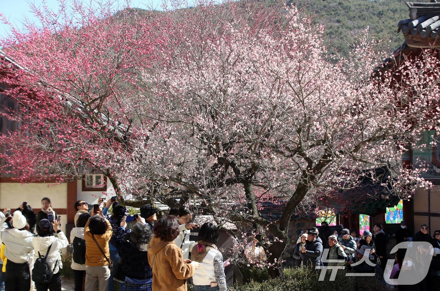 본문 이미지 - 경남 양산 하북면 통도사에서 시민들이 활짝 핀 홍매화를 감상하고 있다. 2026.2.19 ⓒ 뉴스1 윤일지 기자
