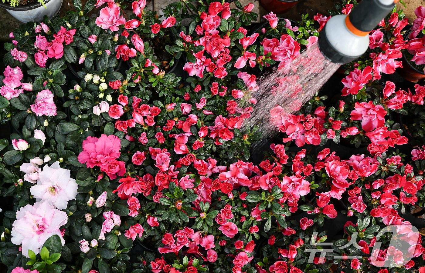 본문 이미지 - 절기상 우수(雨水)인 19일 인천 서울 서초구 양재화훼단지에서 직원이 다양한 화분에 물을 주고 있다. 2026.2.19 ⓒ 뉴스1 김도우 기자