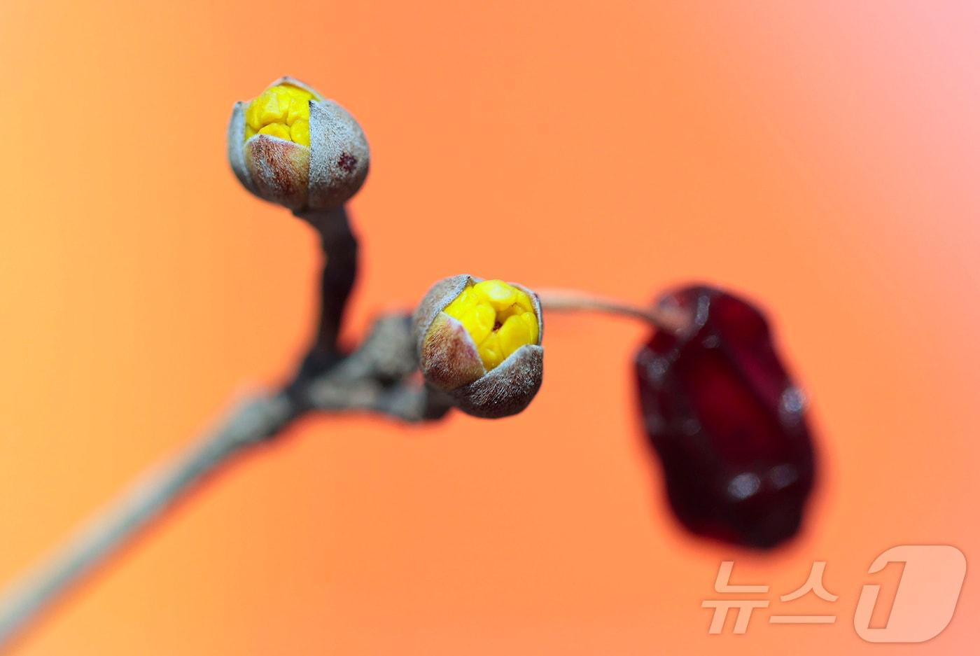 본문 이미지 - 24절기 중 두 번째 절기 우수(雨水)인 19일 경남 함양군 함양군 하림공원 작은영화관 옆 가로수에 산수유가 꽃망울을 터트리고 있다. (함양군 제공. 재판매 및 DB 금지) 2026.2.19 ⓒ 뉴스1
