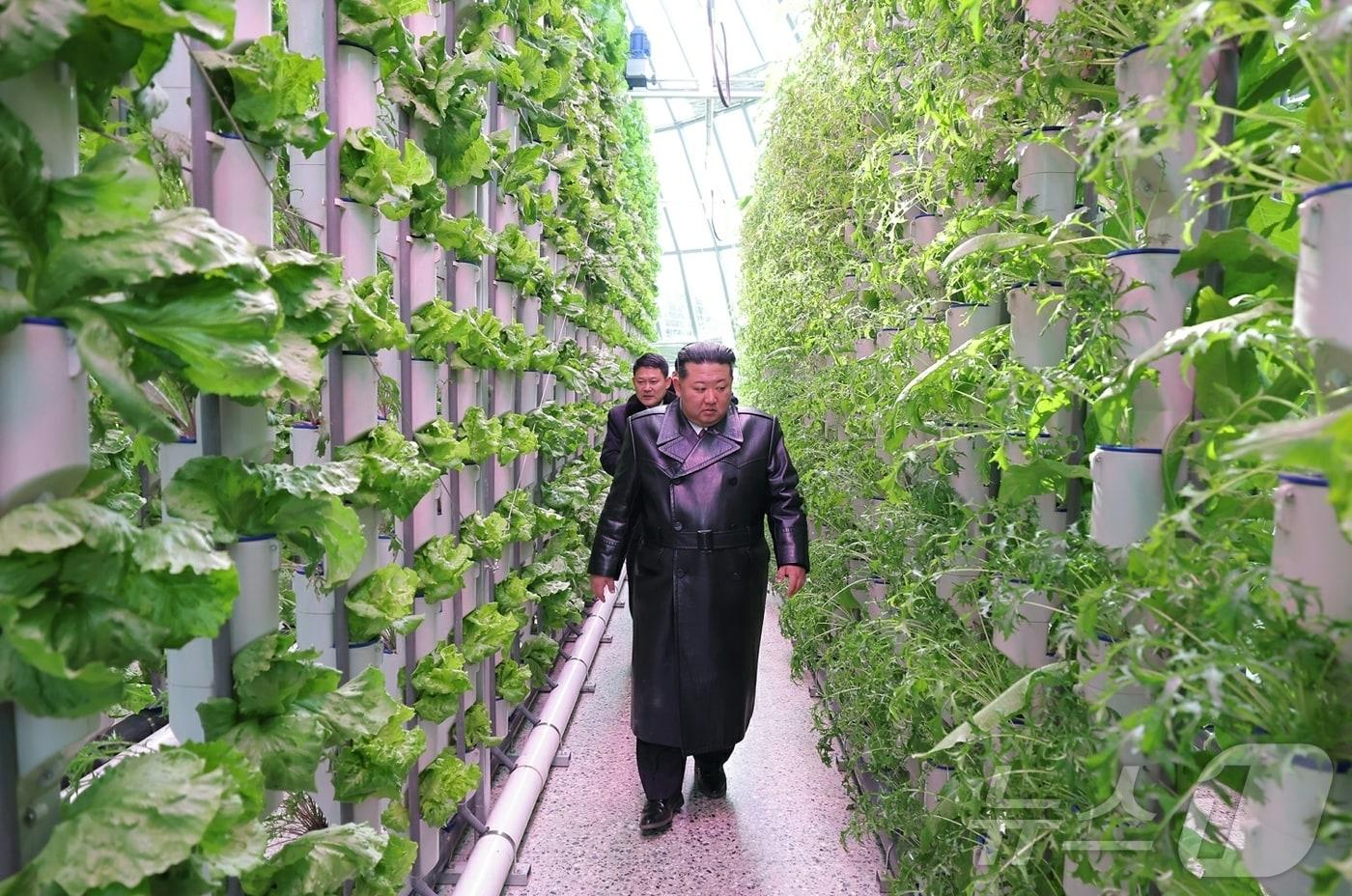 본문 이미지 - (평양 노동신문=뉴스1) = 북한 노동당 기관지 노동신문은 2일 김 총비서가 전날 열린 신의주온실종합농장 준공식에 참석했다고 보도했다. 신문은 이 농장을 "김정은 시대의 위대한 변천사를 증견하는 또 하나의 긍지 높은 기념비적 창조물이며 우리의 청년 건설자들이 조선노동당 제9차 대회에 드리는 자랑찬 충성의 선물"이라고 평가했다. [국내에서만 사용가능. 재배포 금지. DB 금지. For Use Only in the Republic of Korea. Redistribution Prohibited] rodongphoto@news1.kr