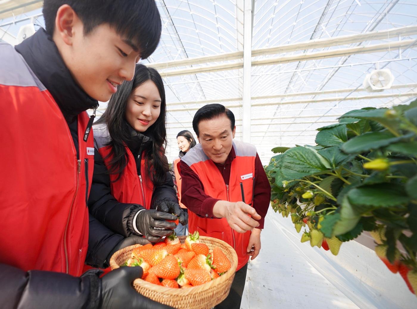 본문 이미지 - 지난달 31일 신세계푸드 임직원과 가족들이 충남 논산시 광석면에 위치한 베이커리용 딸기 공급 협력 농가에서 모종 잎 제거, 수확 및 선별 작업을 하는 봉사활동을 펼쳤다. 이날 봉사활동에는 신세계푸드와 상생 업무협약 및 협력활동을 이어가기 위해 백성현 논산시장(오른쪽)이 동참해 의미를 더했다. (신세계푸드 제공)
