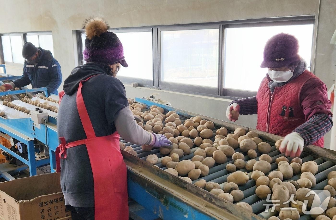 본문 이미지 - 충북 괴산군 농업기술센터가 이달 말부터 농가에 공급할 씨감자를 선별하고 있다.(괴산군 제공, 재판매 및 DB금지)/뉴스1