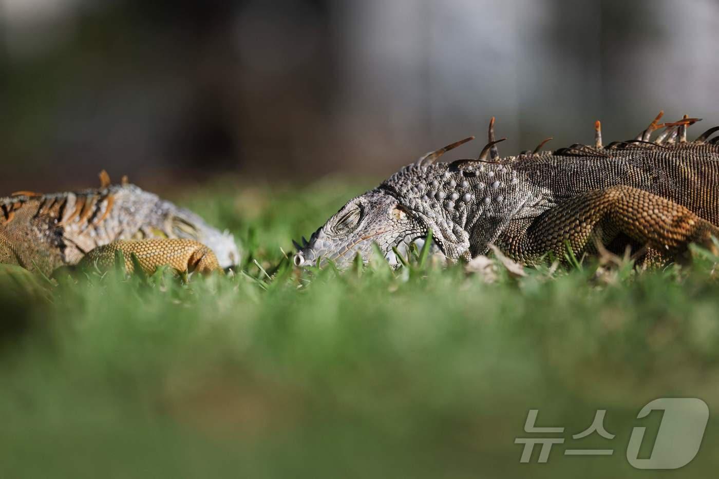 본문 이미지 - 1일(현지시간) 미국 플로리다주 마이애미비치에서 기록적 한파로 기절한 이구아나들이 나무에서 떨어져 있다. 2026.02.01. ⓒ AFP=뉴스1 ⓒ News1 윤다정 기자