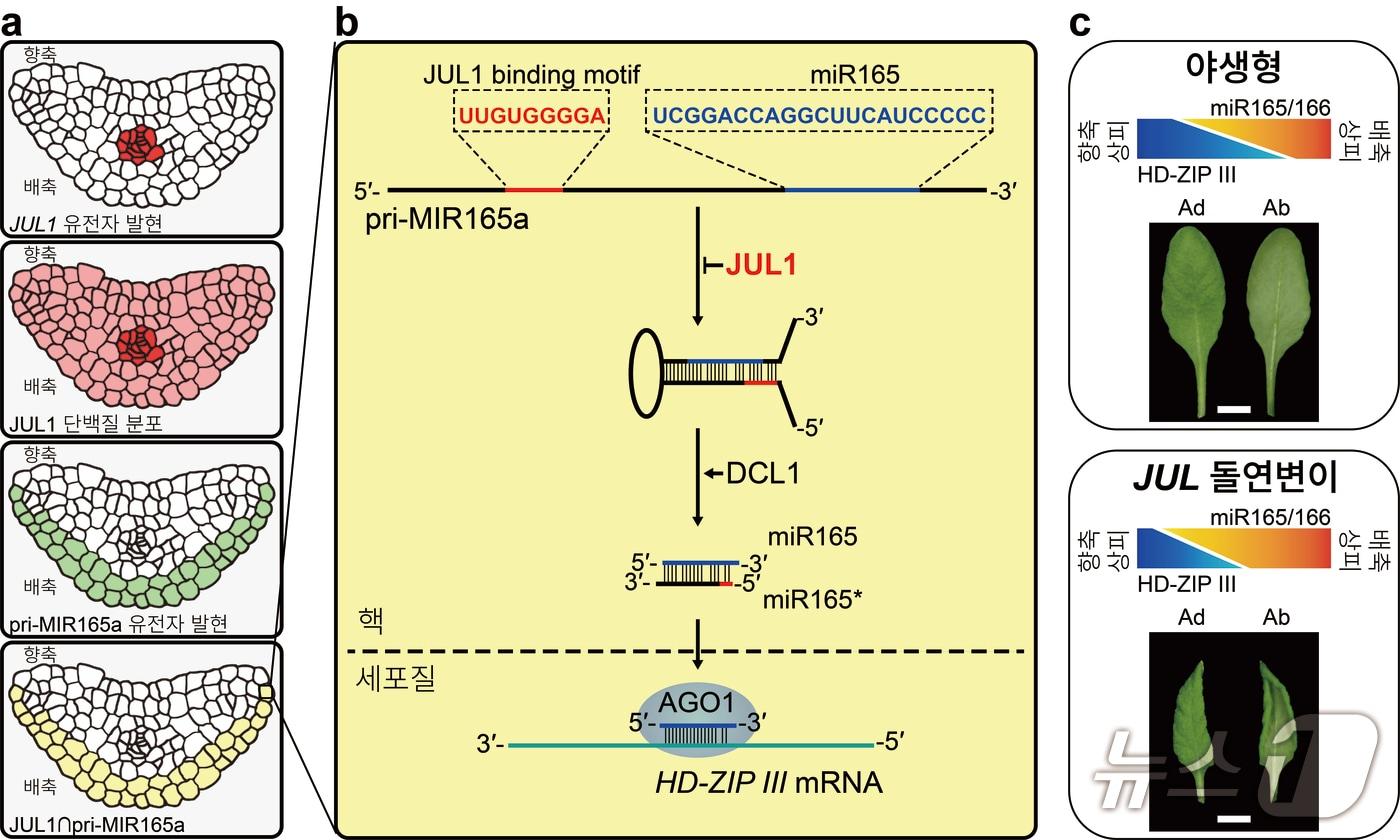 본문 이미지 - miR165 생합성 조절을 통한 관다발 유래 RNA 결합 단백질의 잎-관다발 발달 통합 모델. (포항공대 박소영 대학원생 제공) /뉴스1