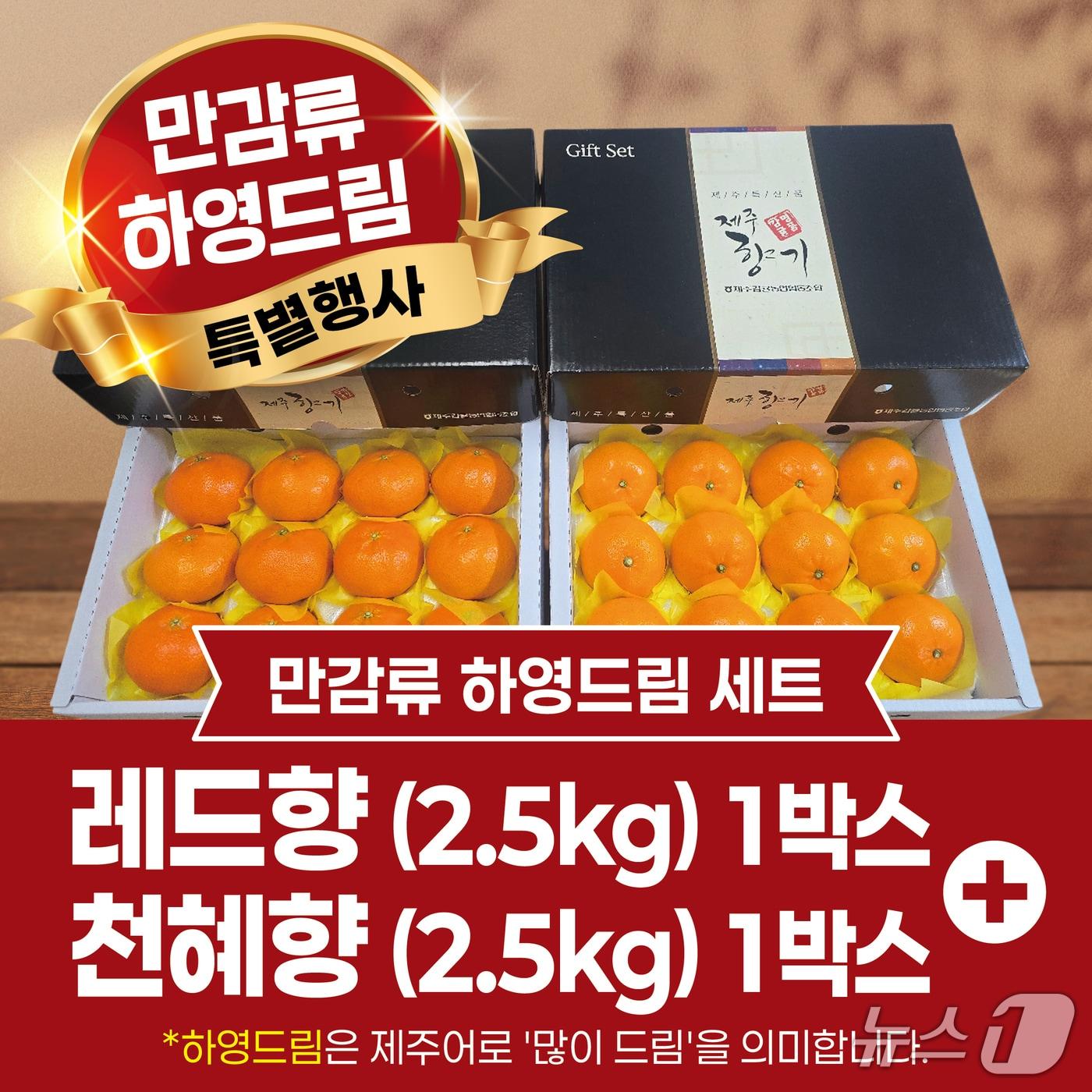 본문 이미지 -  제주도가 설 명절을 앞두고 만감류 소비 활성화를 위해 고향사랑기부제와 연계한 대규모 특별행사를 연다./뉴스1