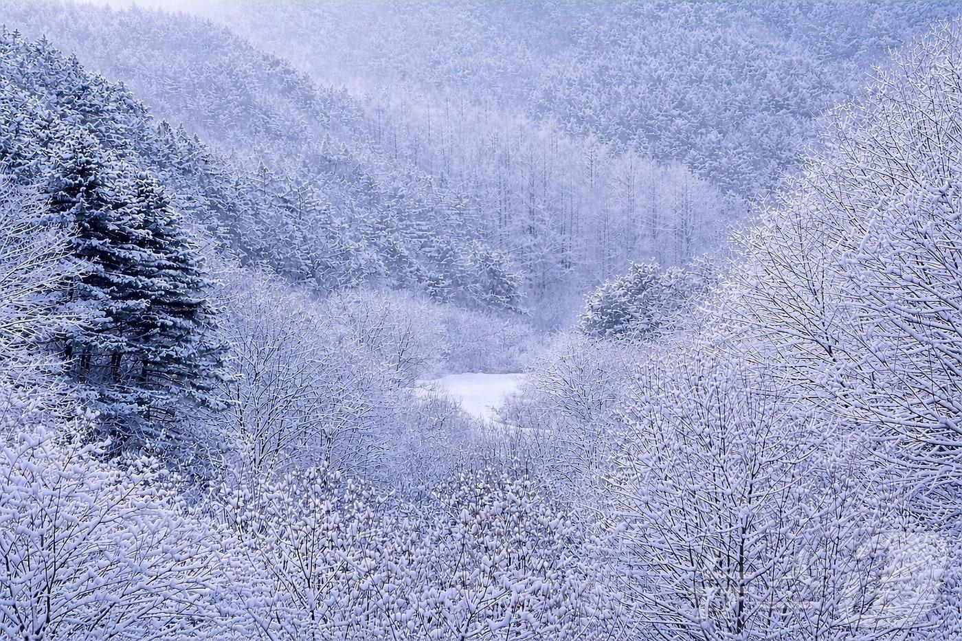 본문 이미지 - 강원 인제군 남면 '비밀의 정원' 일원에 눈이 내려 아름다운 겨울 풍경을 연출하고 있다.(자료사진)/뉴스1 DB