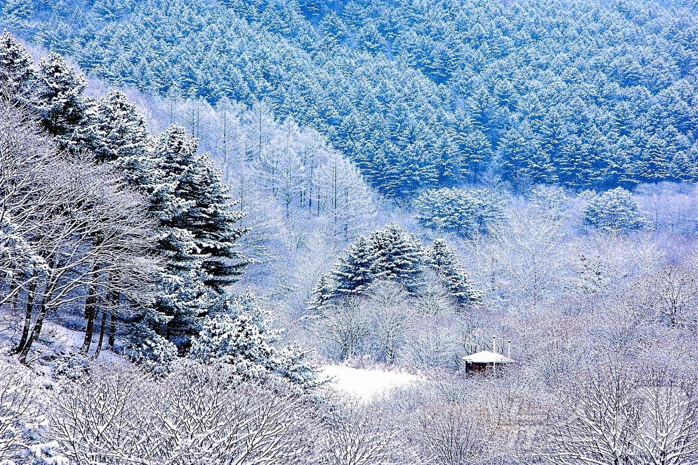 본문 이미지 - 강원 인제군 남면 '비밀의 정원' 일원에 눈이 내려 아름다운 겨울 풍경을 연출하고 있다.(자료사진)/뉴스1 DB