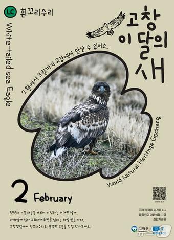 본문 이미지 - 고창군이 2월 이달의 새로 흰꼬리수리를 선정했다.(고창군 제공. 재판매 및 DB금지)