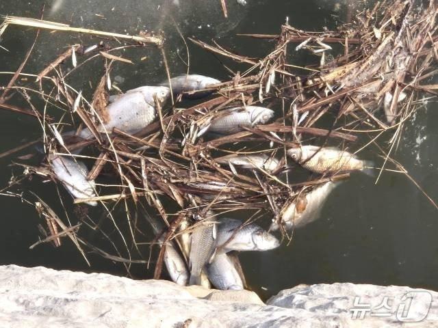 본문 이미지 - 충북 보은군 탄부면 소재 지덕저수지에 물고기 수백마리가 하얀 배를 드러낸 채 가장자리로 밀려 나와 있다. (독자 제공. 재판매 및 DB금지) /뉴스1 