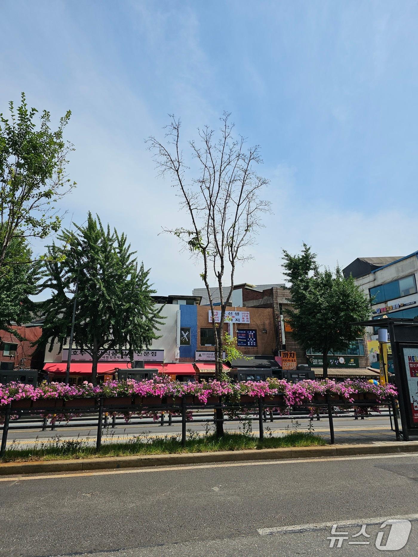 본문 이미지 - 가로수 제설제 피해 이팝나무(산림청 국립산림과학원 제공.재판매 및 DB 금지)/뉴스1