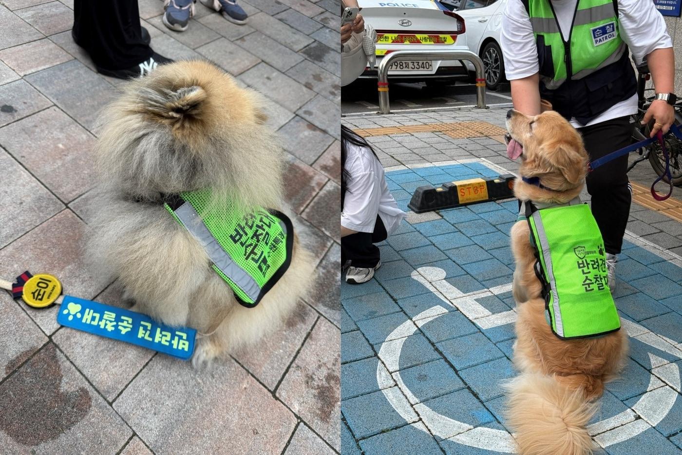 본문 이미지 - 네츄럴코어가 올해도 반려견 순찰대와의 협력을 이어가며 지역사회 안전과 건강한 반려문화 확산을 위한 활동을 추진한다. 사진은 반려견 순찰대원이 합동순찰 중인 모습(네츄럴코어 제공) ⓒ 뉴스1
