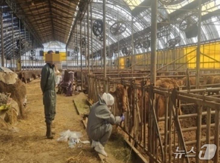 본문 이미지 - 구제역이 발생한 고양시 일산동구의 축산농가에서 방역당국이 시료를 채취하고 있다. (고양시 제공, 재판매 및 DB금지)