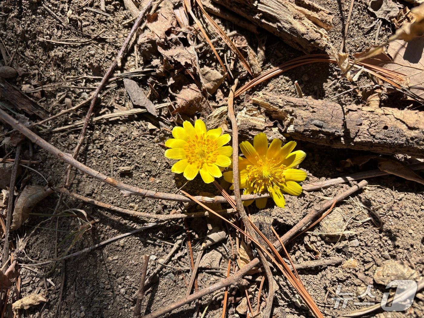 본문 이미지 - 지리산에 개화한 복수초(국립공원공단 제공. 재판매 및 DB금지). 2026.2.19