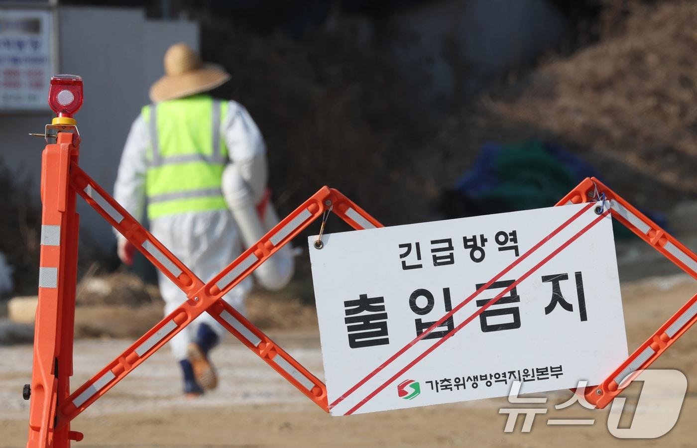 본문 이미지 - 아프리카돼지열병(ASF) 자료사진, 2026.2.20 ⓒ 뉴스1 김영운 기자
