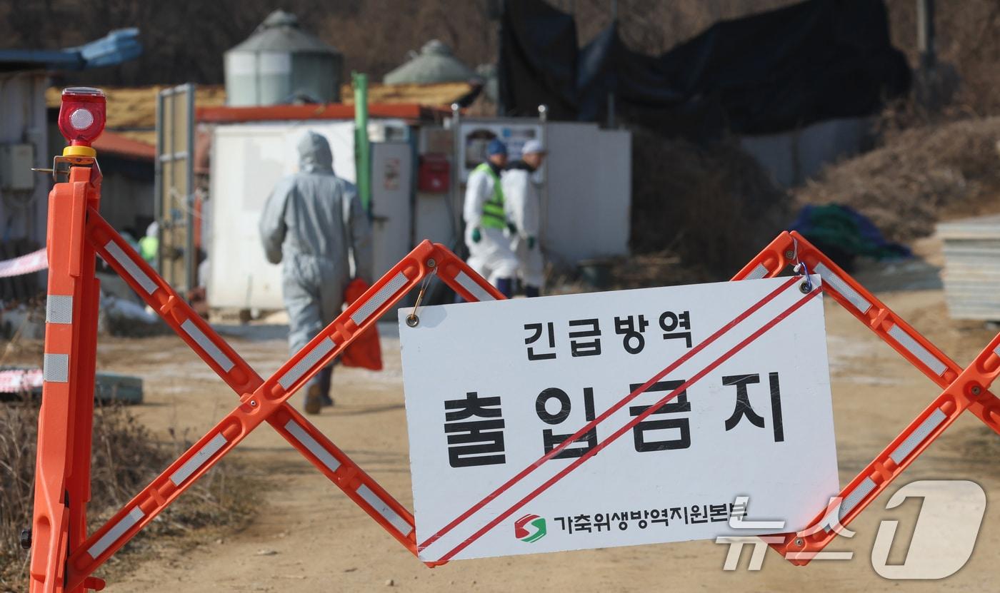 본문 이미지 - 20일 경기 평택시의 한 양돈농장에서 고병원성 아프리카돼지열병(ASF) 발생해 방역당국이 통제 및 방역 작업을 하고 있다. 2026.2.20 ⓒ 뉴스1 김영운 기자