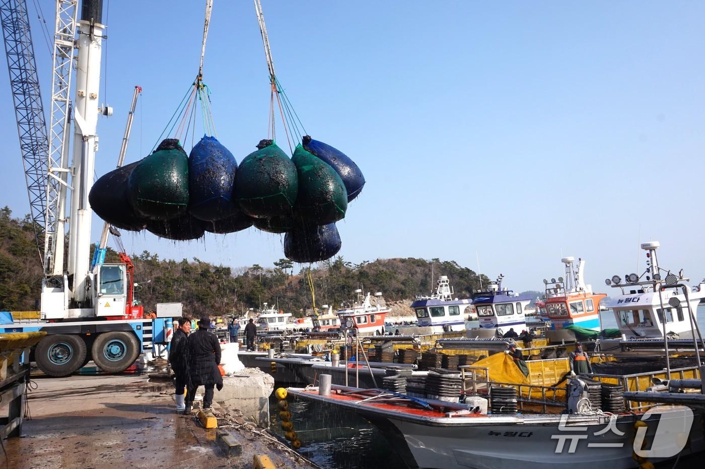 본문 이미지 - 진도 수품항 물김 위판 장면. 2026.2.20 ⓒ 뉴스1 조영석 기자 
