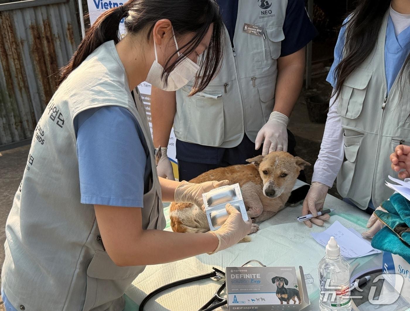 본문 이미지 - 봉사활동 중인 수의대생들(녹십자수의약품 제공) ⓒ 뉴스1