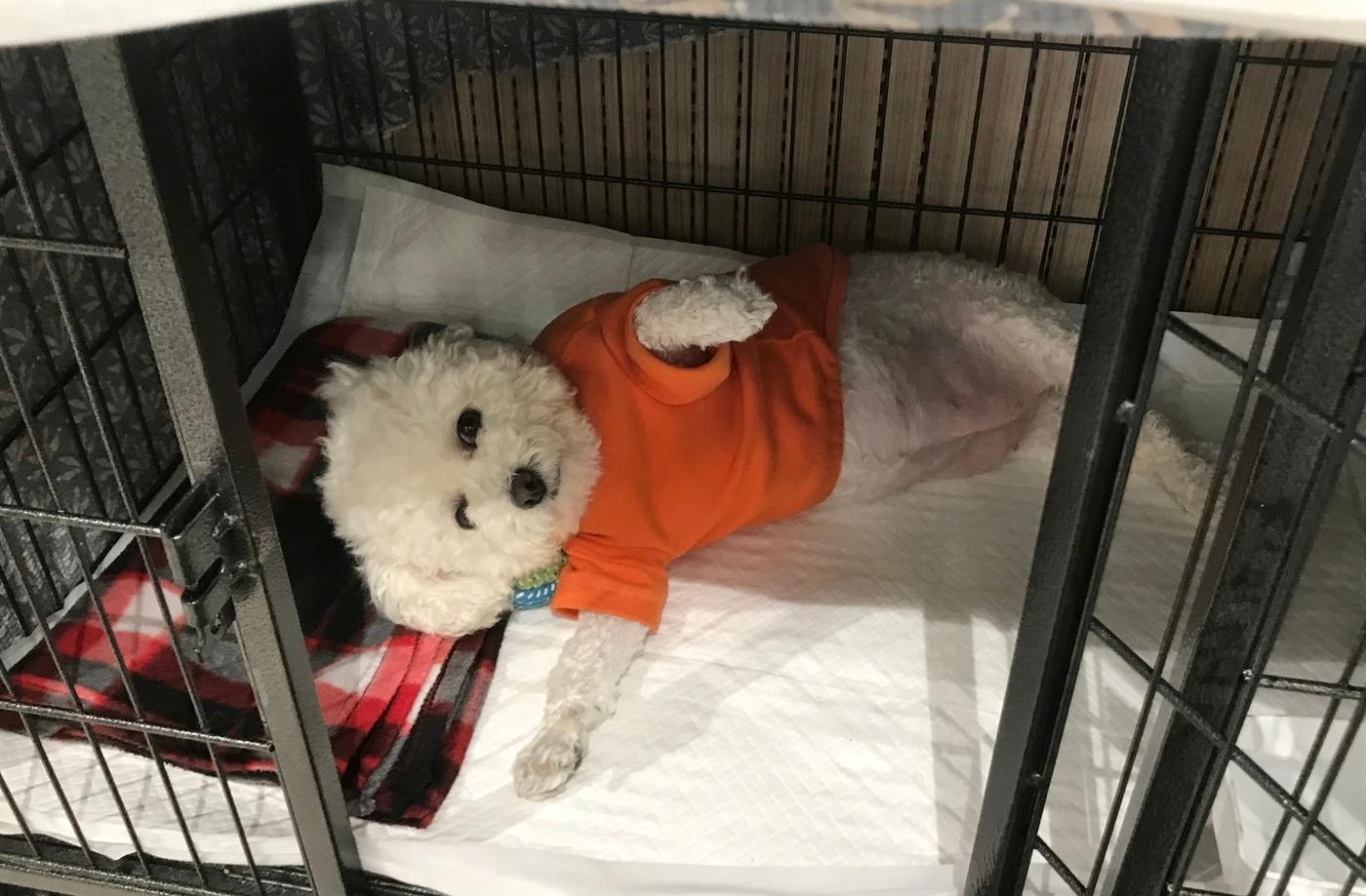 본문 이미지 - 경기 성남에 위치한 동물보호단체 엘씨케이디에서 보호 중인 개(강아지). 지난해 인천 강화군 소재 번식장에서 구조된 후 브루셀라 양성 판정을 받고 현재 격리 보호 중이다(LCKD 제공). ⓒ 뉴스1