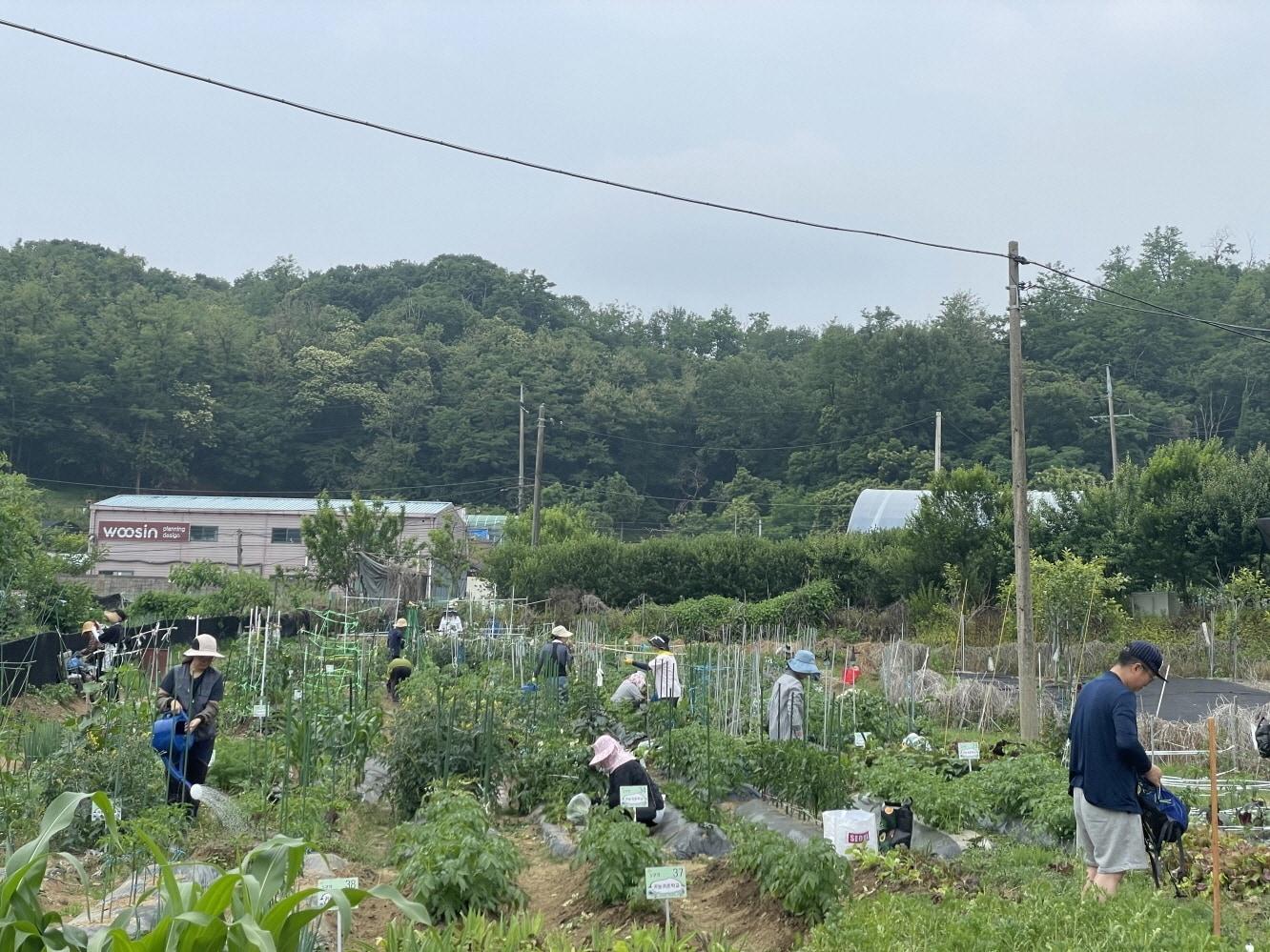 본문 이미지 - 지난해 주말농장 참여자들이 농업 체험을 하고 있다.(구로구 제공)