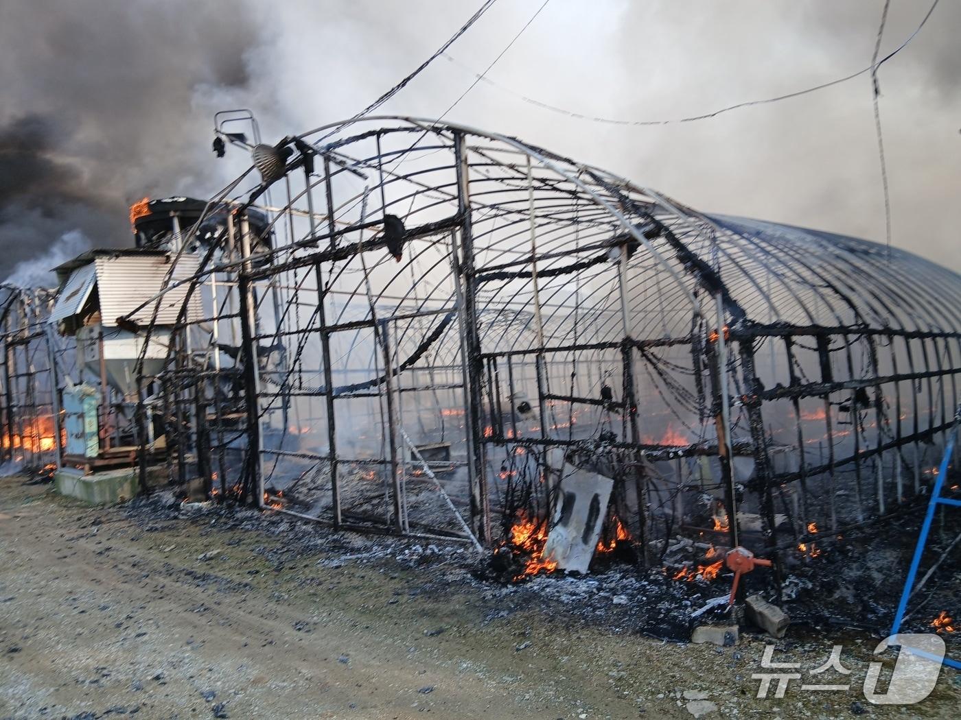 본문 이미지 - 20일 오후 3시 21분께 전북 정읍시 북면의 한 양계장에서 불이 났다.(전북소방본부 제공. 재판매 및 DB금지)
