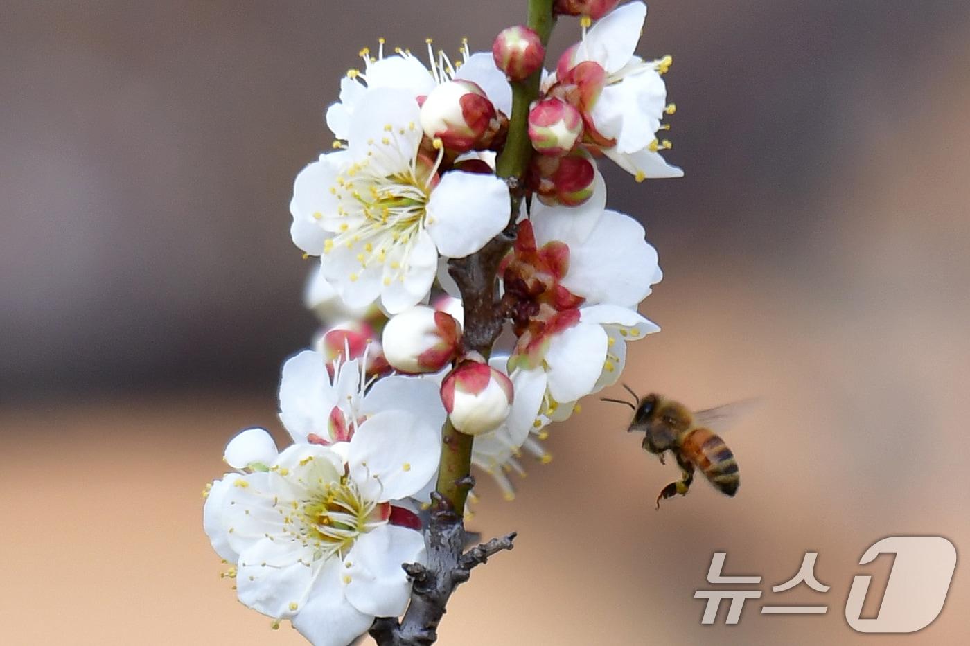 본문 이미지 - 22일 오후 야산에서 꿀벌들이 매화꽃으로 날아들고 있다. 2026.2.22 ⓒ 뉴스1 최창호 기자
