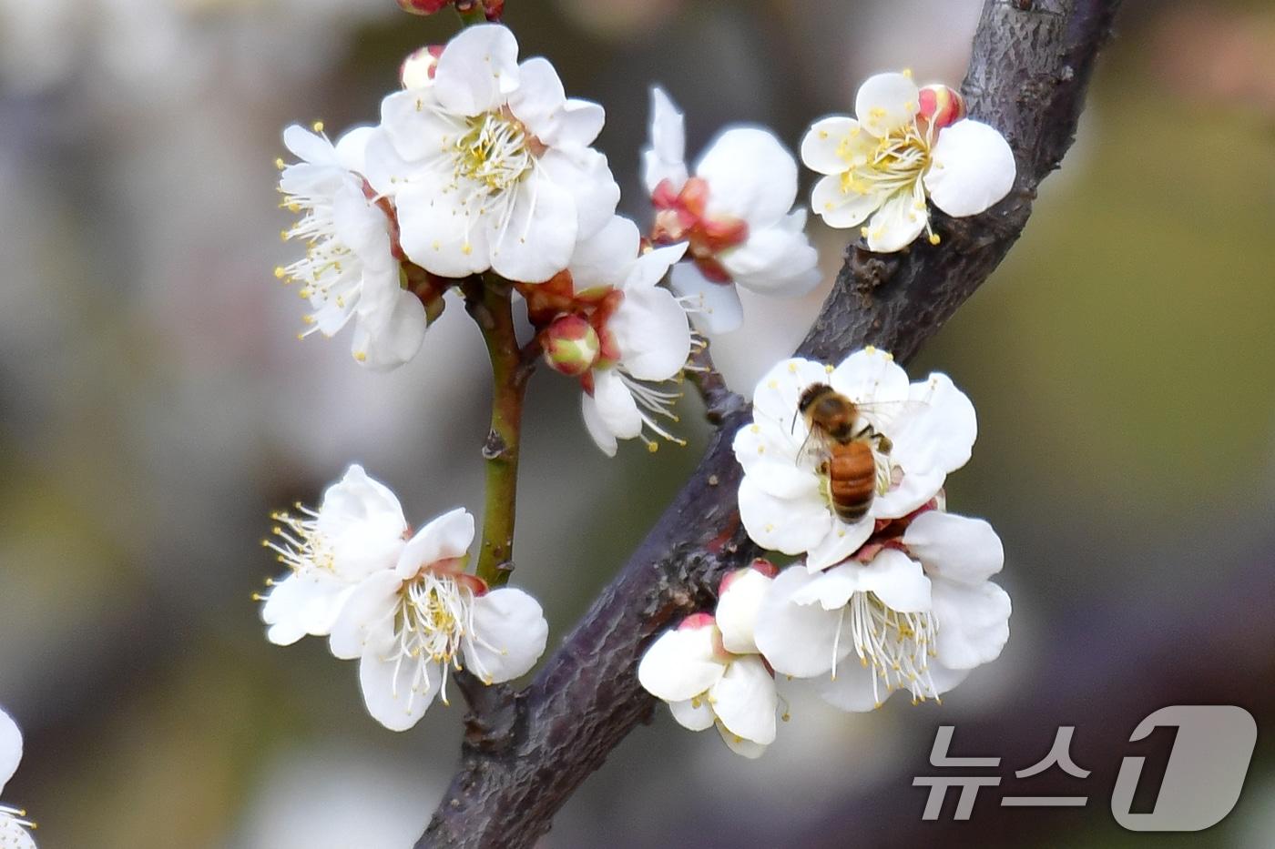 본문 이미지 - 지난 22일 경북 포항시 장성동 야산에서 꿀벌들이 매화꽃으로 날아들고 있다. 2026.2.22 ⓒ 뉴스1 최창호 기자