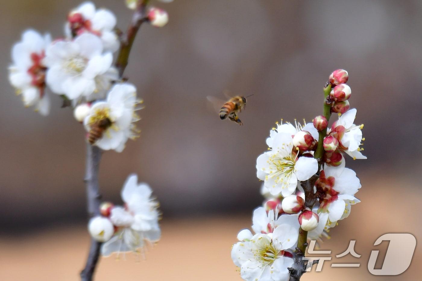 본문 이미지 - 22일 오후 경북 포항시 장성동 야산에서 꿀벌들이 매화꽃으로 날아들고 있다. 2026.2.22 ⓒ 뉴스1 최창호 기자