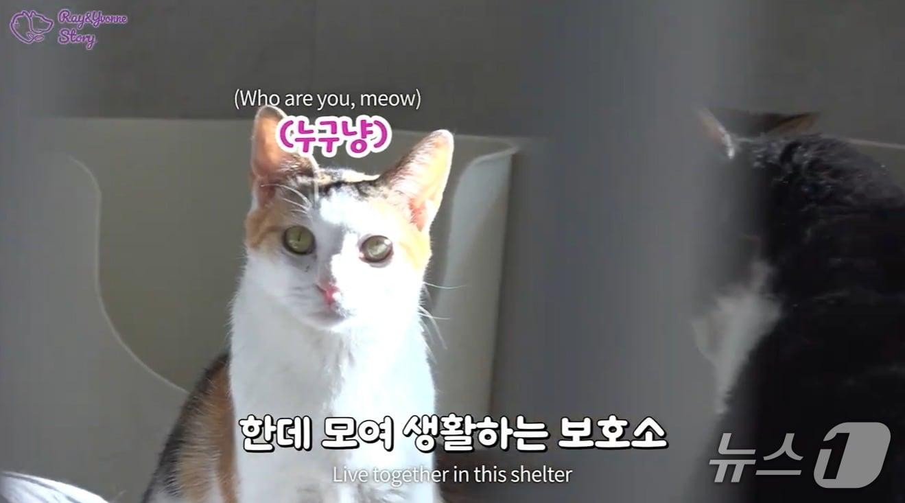 본문 이미지 - 한국반려동물영양연구소 유튜브 갈무리 ⓒ 뉴스1