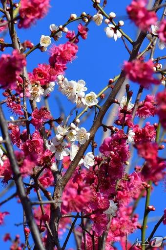 본문 이미지 - 23일 오전 경북 포항시 남구 연일읍 도로변에 홍매화가 활짝 꽃망울을터뜨리고 있다. 2026.2.23 ⓒ 뉴스1 최창호 기자