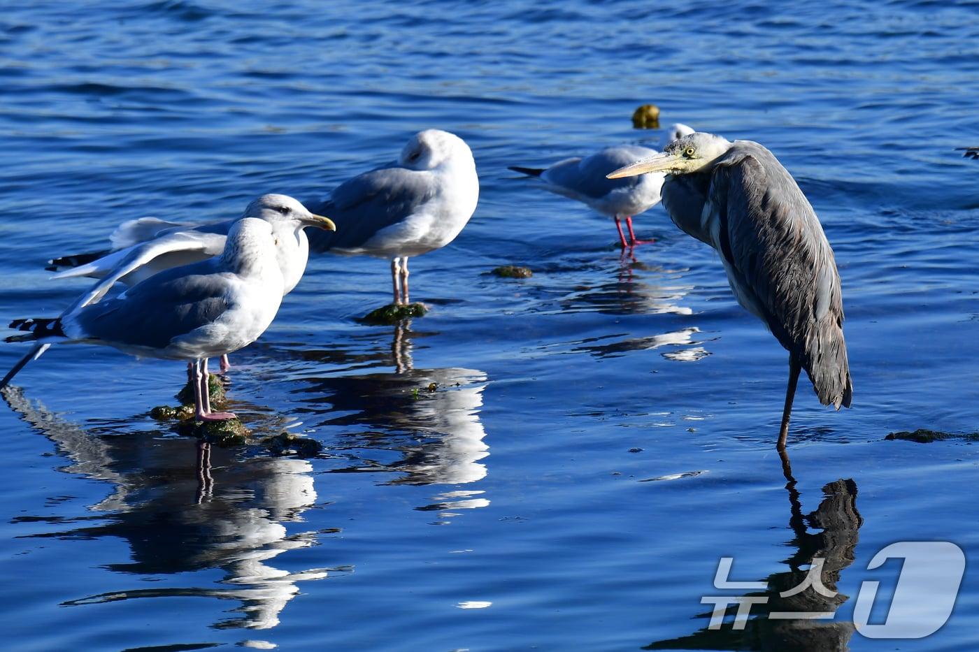 본문 이미지 - 지난달 경북 포항시 남구 연일읍 형산강에서 회색왜가리 한마리가 꽃샘 추위에 몸을 움츠리고 있다.ⓒ 뉴스1 최창호 기자